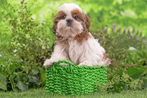 Shih: 80202086 Dog - Shih Tzu puppy Jean-Michel Labat
