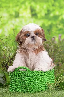 Shih: 80202087 Dog - Shih Tzu puppy Jean-Michel Labat
