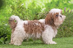 Shih: 80202088 Dog - Shih Tzu puppy Jean-Michel Labat
