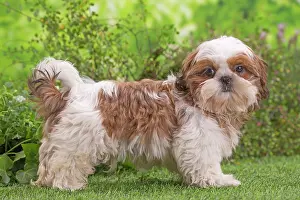 Shih: 80202089 Dog - Shih Tzu puppy Jean-Michel Labat