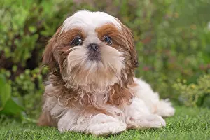 Shih: 80202090 Dog - Shih Tzu puppy Jean-Michel Labat