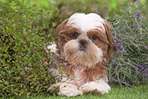 Shih: 80202091 Dog - Shih Tzu puppy Jean-Michel Labat