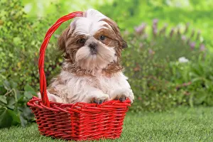 Shih: 80202092 Dog - Shih Tzu puppy Jean-Michel Labat