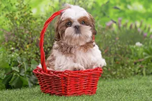 Shih: 80202093 Dog - Shih Tzu puppy Jean-Michel Labat