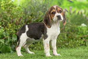 Beagle: 80202094 Dog - Beagle puppy Jean-Michel Labat All