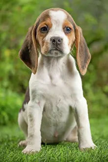Beagle: 80202095 Dog - Beagle puppy Jean-Michel Labat All