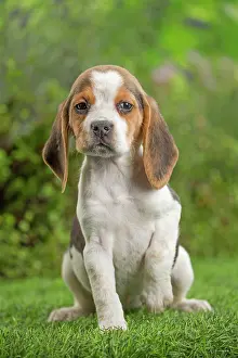Beagle: 80202096 Dog - Beagle puppy Jean-Michel Labat All