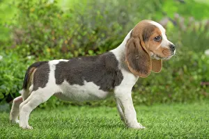 Beagle: 80202097 Dog - Beagle puppy Jean-Michel Labat All