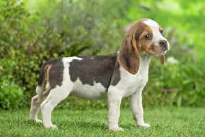 Beagle: 80202098 Dog - Beagle puppy Jean-Michel Labat All