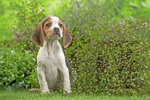 Beagle: 80202099 Dog - Beagle puppy Jean-Michel Labat All