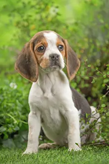 Beagle: 80202100 Dog - Beagle puppy Jean-Michel Labat All