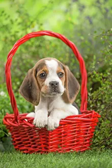 Beagle: 80202101 Dog - Beagle puppy Jean-Michel Labat All