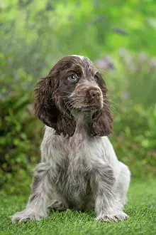 Cocker: 80202105 Dog - Cocker Spaniel puppy Jean-Michel