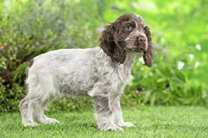 Cocker: 80202106 Dog - Cocker Spaniel puppy Jean-Michel