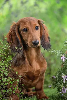 Dachshund: 80202121 Dog - Long Haired Dachshund puppies Jean-Michel