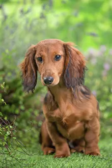 Dachshund: 80202122 Dog - Long Haired Dachshund puppies Jean-Michel