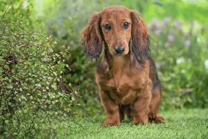 Dachshund: 80202123 Dog - Long Haired Dachshund puppies Jean-Michel