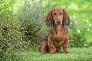Dachshund: 80202124 Dog - Long Haired Dachshund puppies Jean-Michel