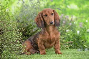 Dachshund: 80202125 Dog - Long Haired Dachshund puppies Jean-Michel