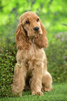 Cocker: 80202126 Dog - Cocker Spaniel puppy Jean-Michel