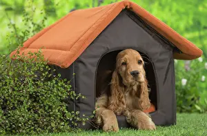 Cocker: 80202127 Dog - Cocker Spaniel puppy Jean-Michel