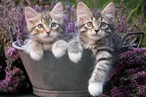 Labat: 80202134 Cat - Siberian kittens Jean-Michel Labat