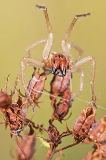 Fangs: 80202174 Yellow Sac Spider - adult female in threatening