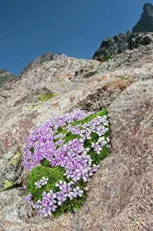 Campion: 80202176 Moss Campion / Cushion Pink - growing in