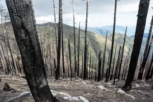 Devastated: 80202177 Burnt Trees - after devastating forest