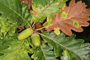 Acorn: 80202178 Oak Tree - foliage and acorns Quercus