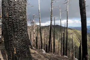 Devastated: 80202179 Burnt Trees - after devastating forest