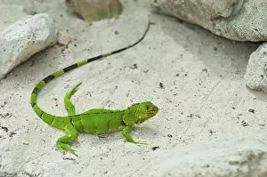 Speed: 80202180 Green Iguana - in sandy habitat Iguana