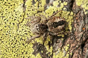 Chrysops: 80202181 Jumping Spider - adult female - walking