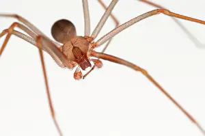 Croatia: 80202182 Mediterranean Recluse Spider - close-up