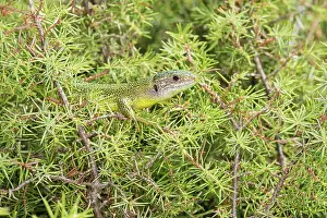 Speed: 80202183 Western Green Lizard - subadult male basking