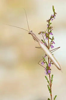 Mantis: 80202185 Praying Mantis - adult male on bush (Erica
