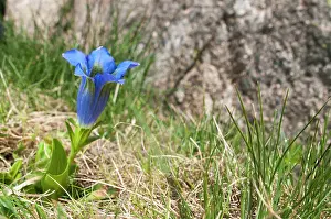 Streams: 80202186 Stemless Gentian - growing in mountain