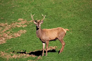 Private: 80202244 Red Deer - young deer Haute Saone private