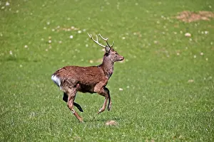 Private: 80202245 Sika Deer - stag Haute Saone private park