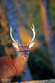 Private: 80202246 Sika Deer - stag Haute Saone private park