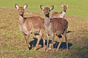 Private: 80202247 Sika Deer - females Haute Saone private