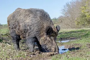 Boar: 80202248 Wild Boar - male Haute Saone private park