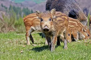 Boar: 80202249 Wild Boar - piglets Haute Saone private
