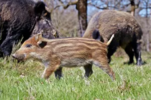 Boar: 80202250 Wild Boar - piglets Haute Saone private