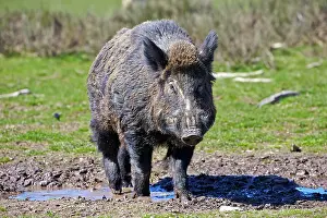 Boar: 80202251 Wild Boar - male Haute Saone private park