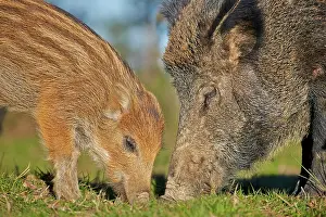 Boar: 80202252 Wild Boar - sow and piglet Haute Saone