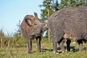 Boar: 80202253 Wild Boar - male Haute Saone private park