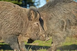 Boar: 80202254 Wild Boar - male Haute Saone private park