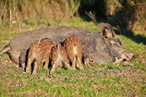 Boar: 80202255 Wild Boar - sow / female nursing piglets