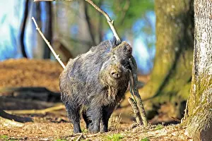 Boar: 80202256 Wild Boar - male marking territory by rubbing